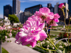 中之島バラ園にて