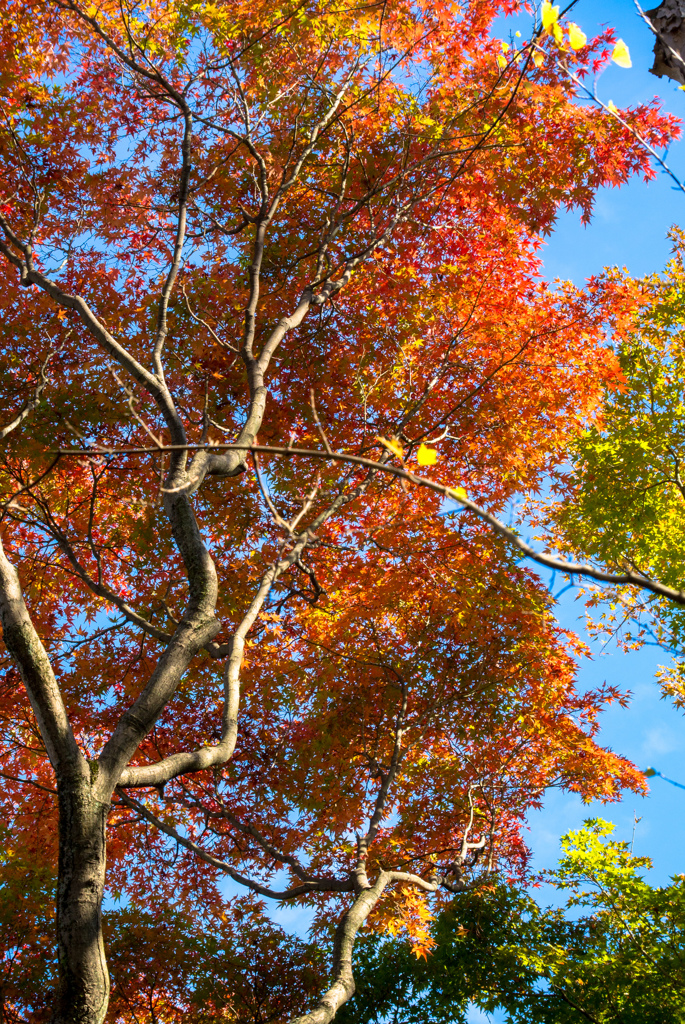 京都　東福寺にて