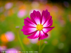 コスモス