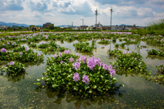 ホテイアオイ定植農園