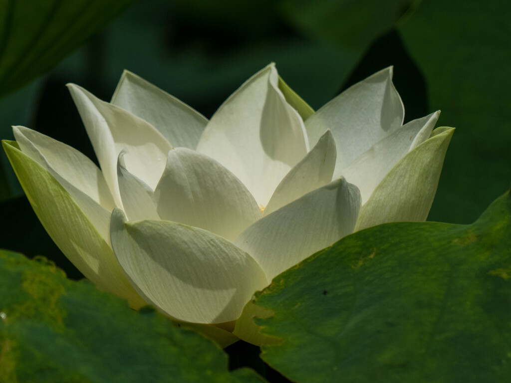 夏の風物詩