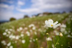 コスモスフェスタ