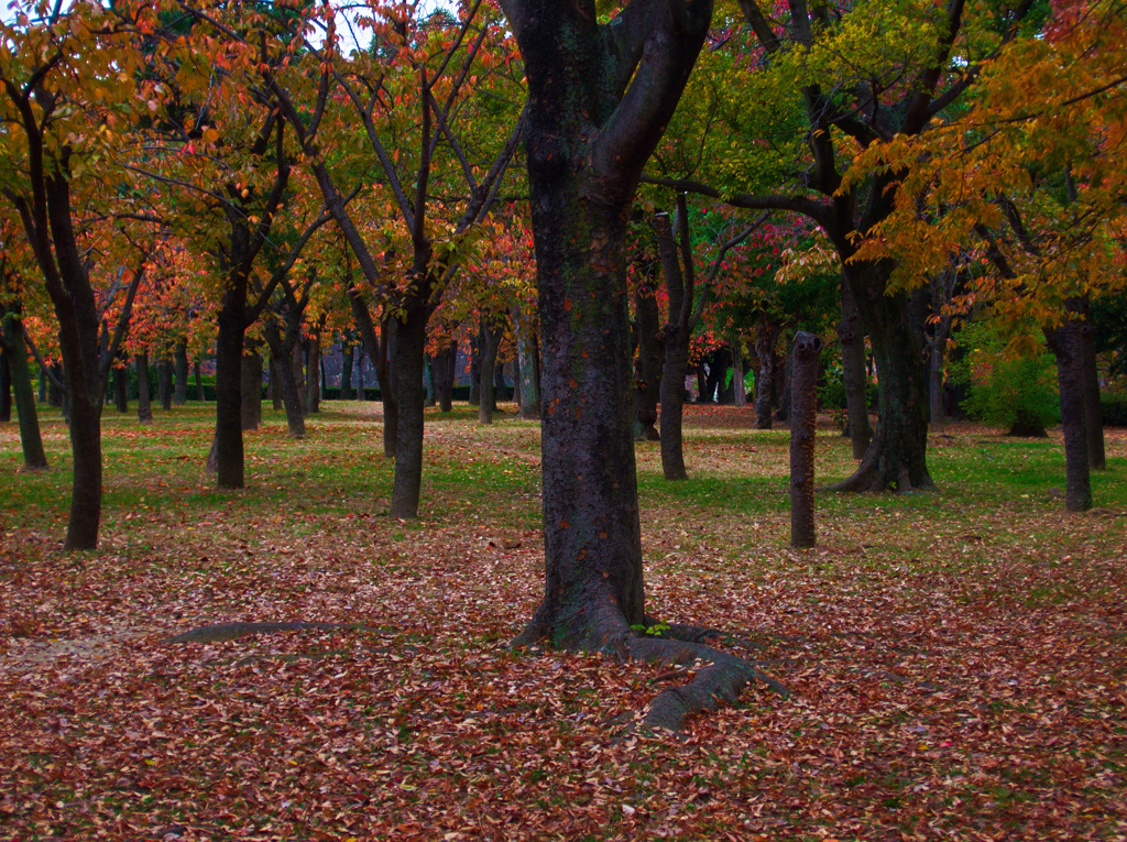 晩秋　大阪城公園にて