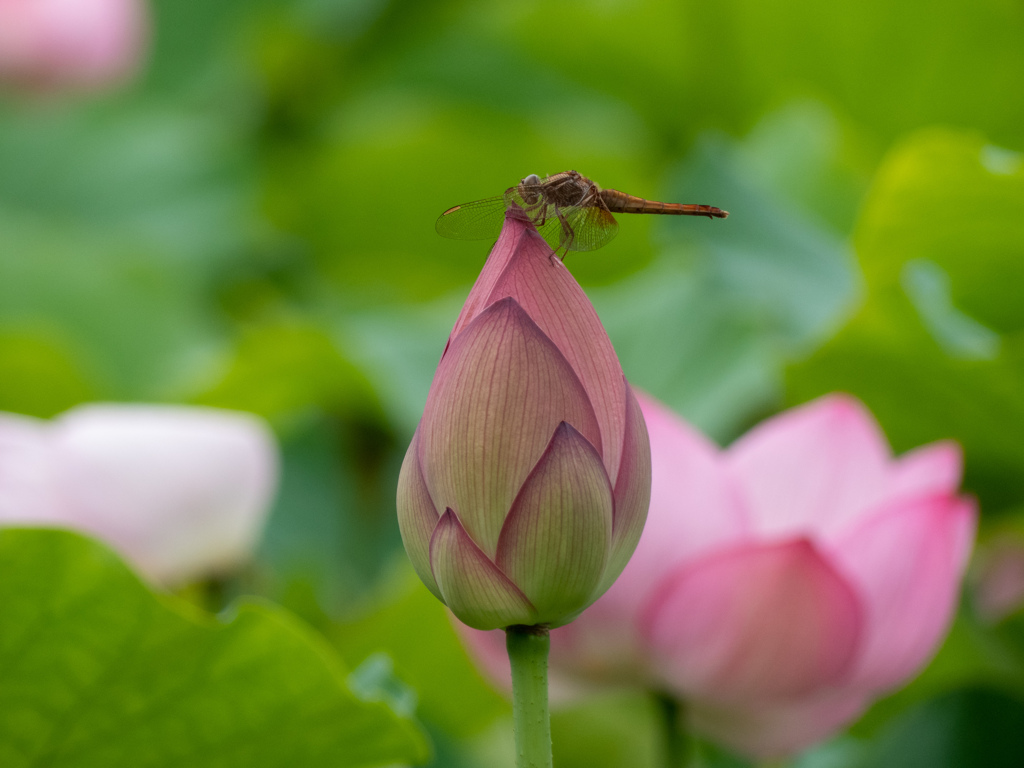 万博記念公園にて