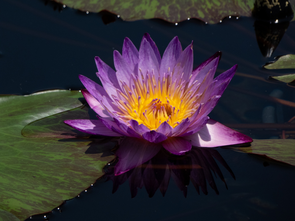 万博記念公園にて