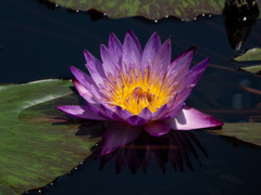 万博記念公園にて