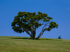 万博記念公園にて