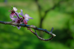 藤田邸跡公園にて