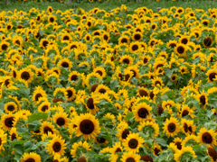ひまわりがいっぱい