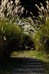 万博記念公園にて