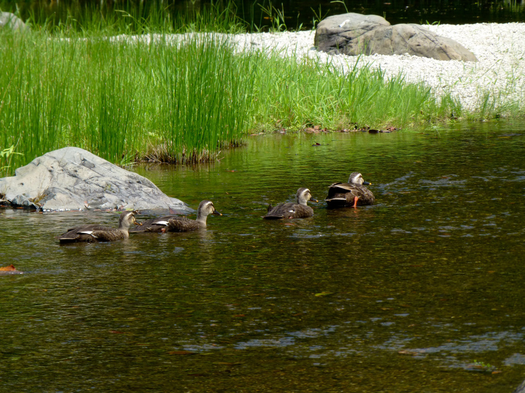 一家でお出かけ