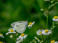 鶴見緑地公園にて