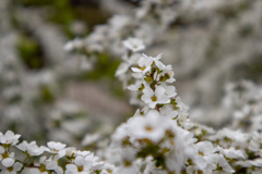 淀水路の河津桜