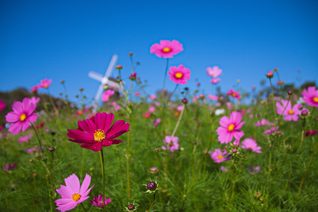 花盛り