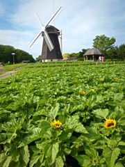 鶴見緑地公園にて