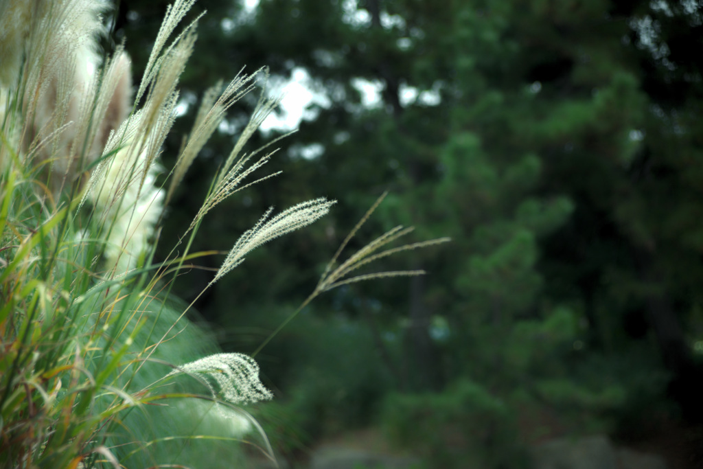 長居植物園にて（試し撮り）