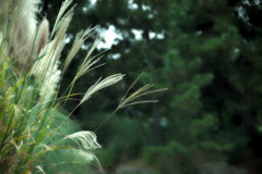 長居植物園にて（試し撮り）