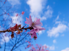 十月桜