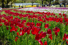 チューリップ畑