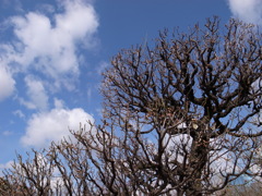 2013_02_09 大阪城公園梅林