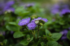 鶴見緑地公園にて