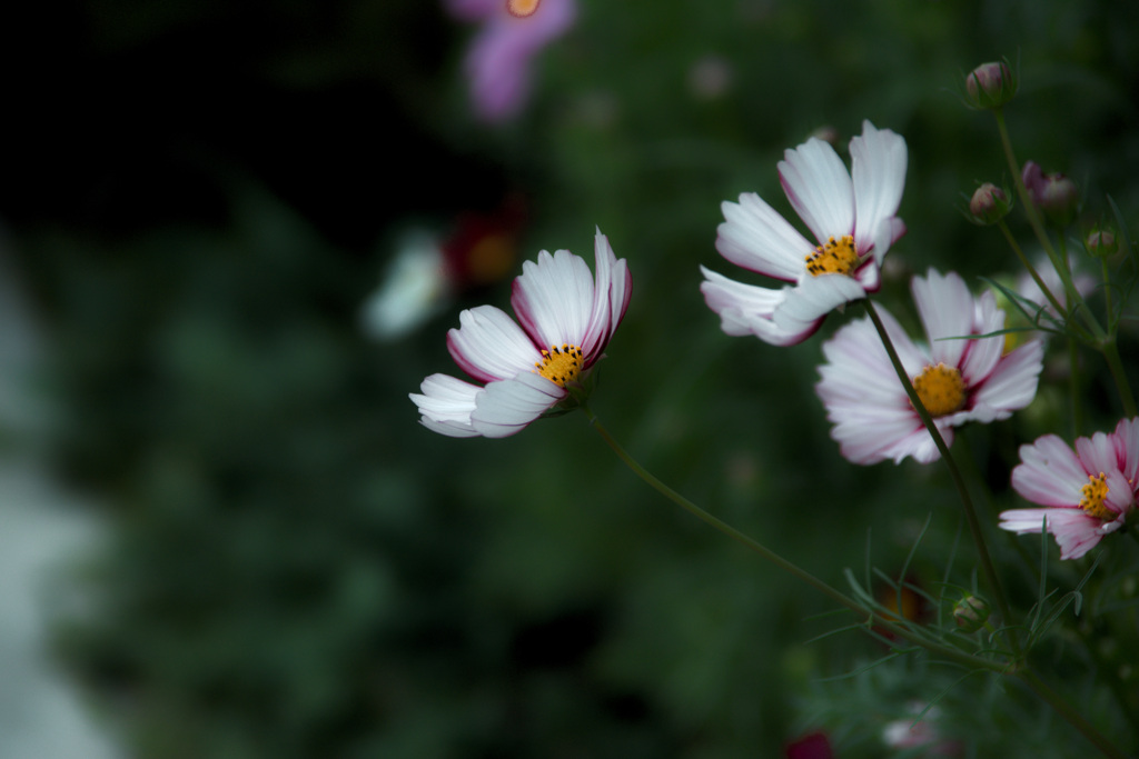 大阪ステーションシティ　天空の農園にて