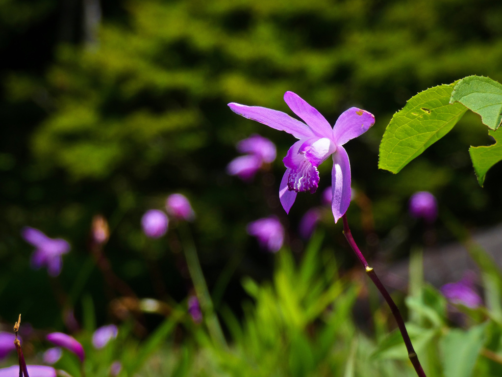万博記念公園にて