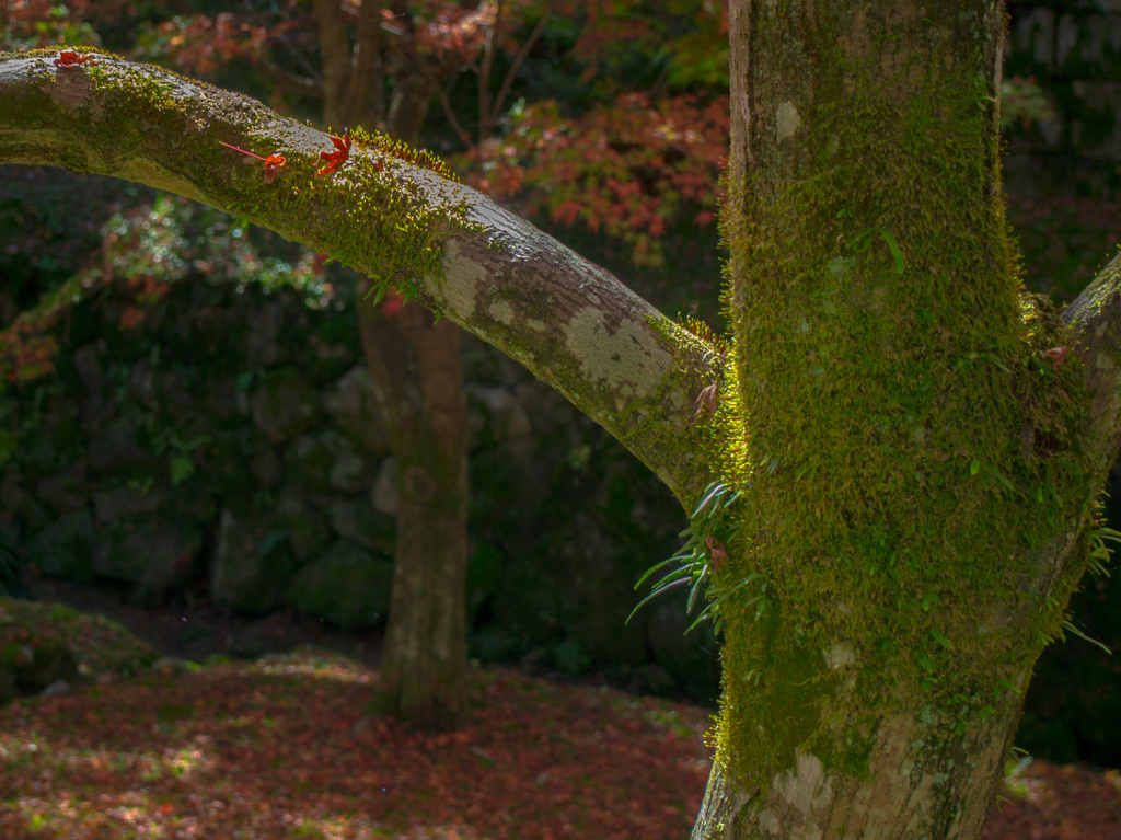 京都　東福寺にて