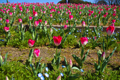 鶴見緑地公園にて