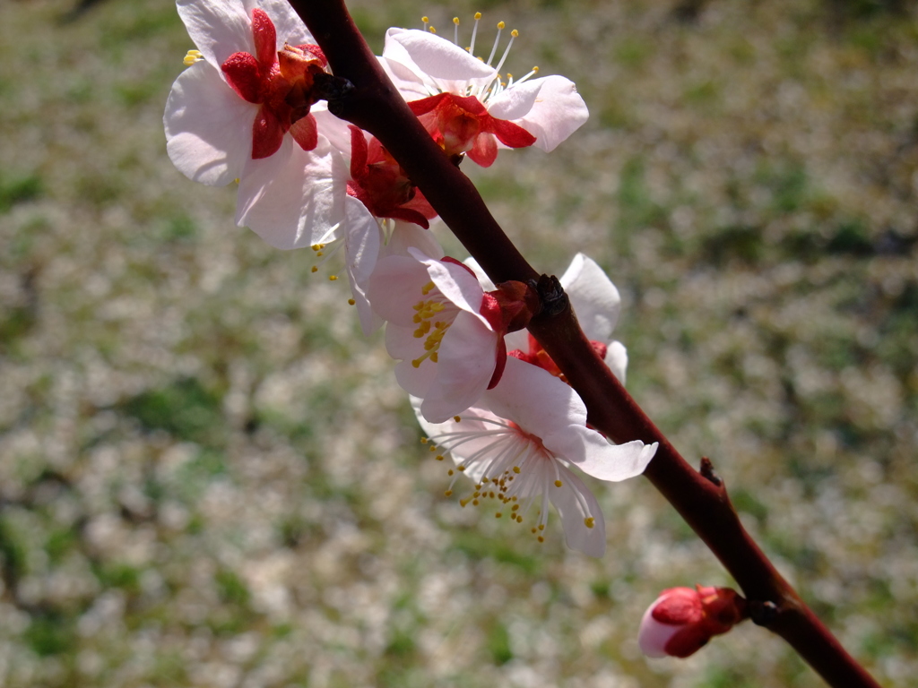 散りゆく･･･