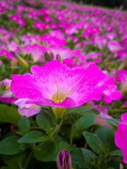 鶴見緑地公園にて