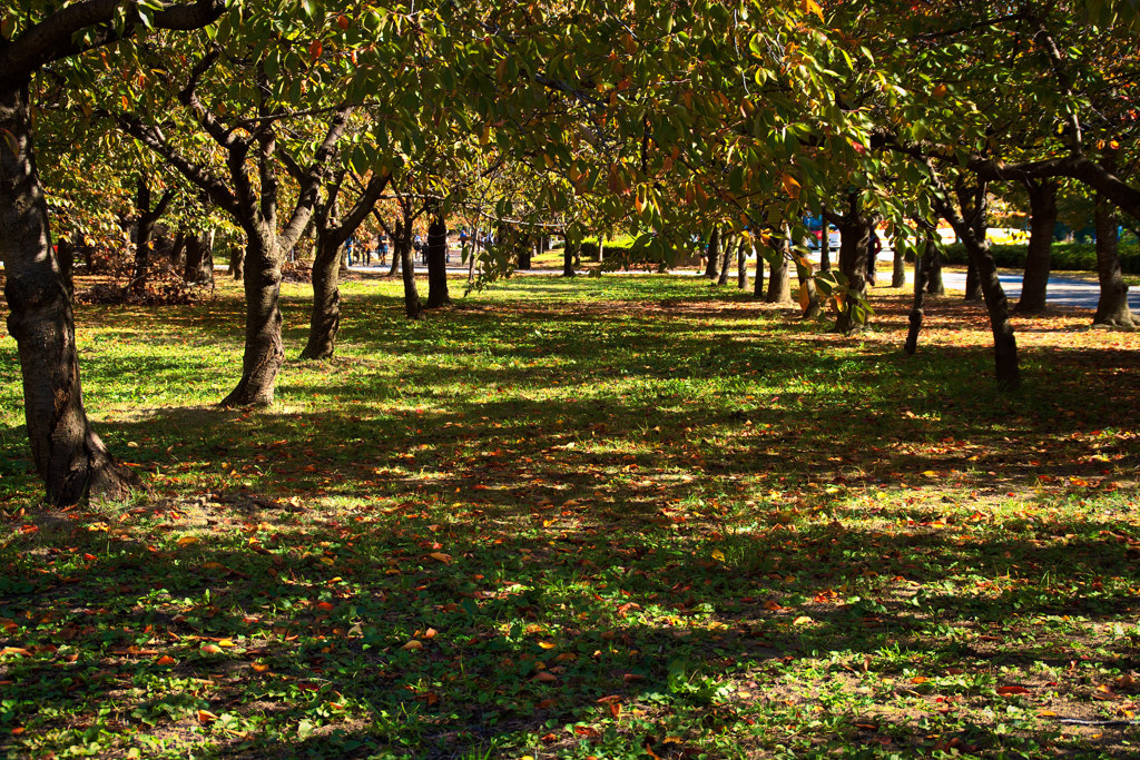 紅葉はあと少し