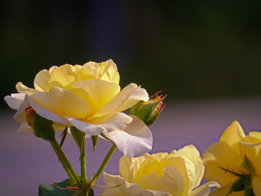 中之島バラ園にて