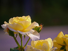 中之島バラ園にて