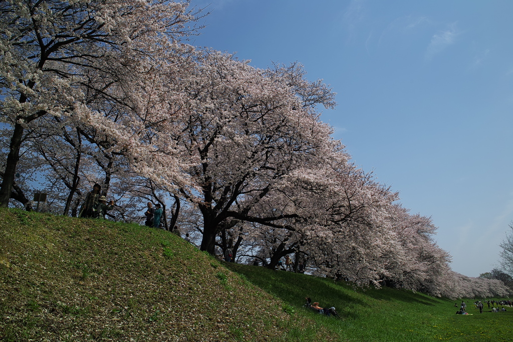 背割り堤にて