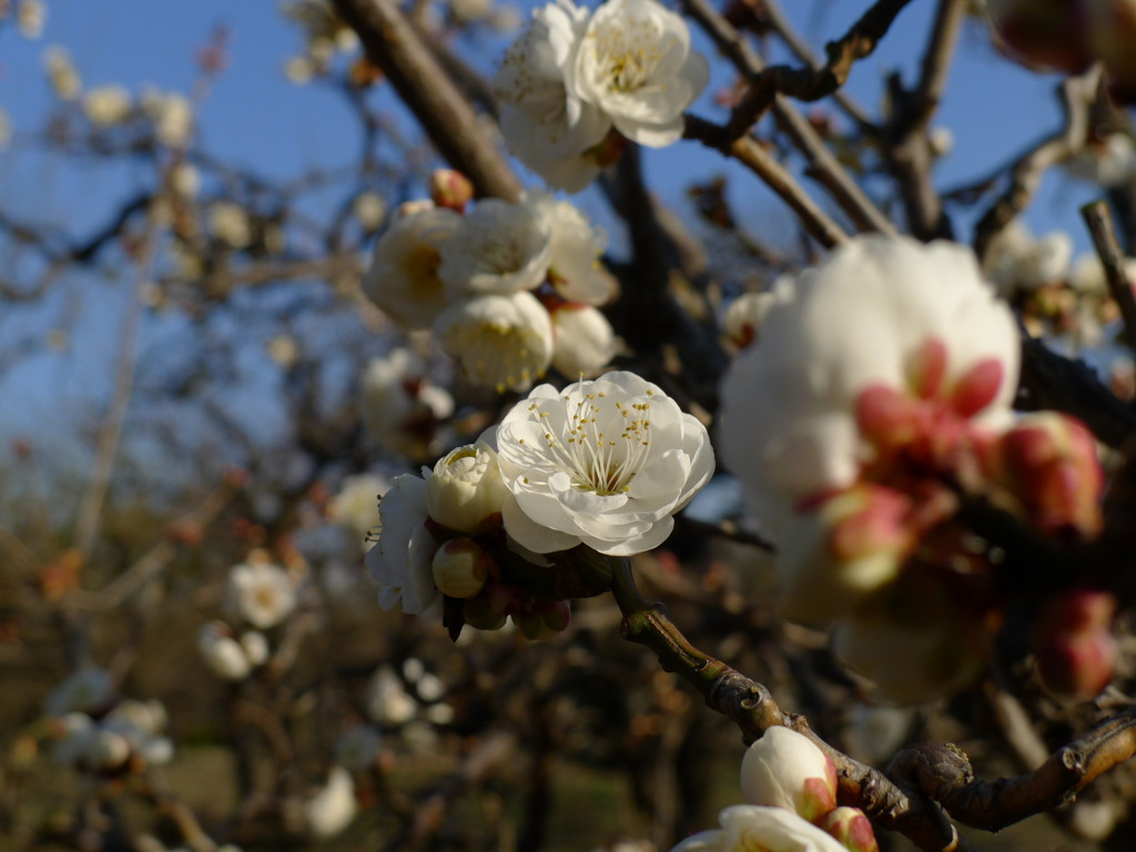 大阪城公園にて