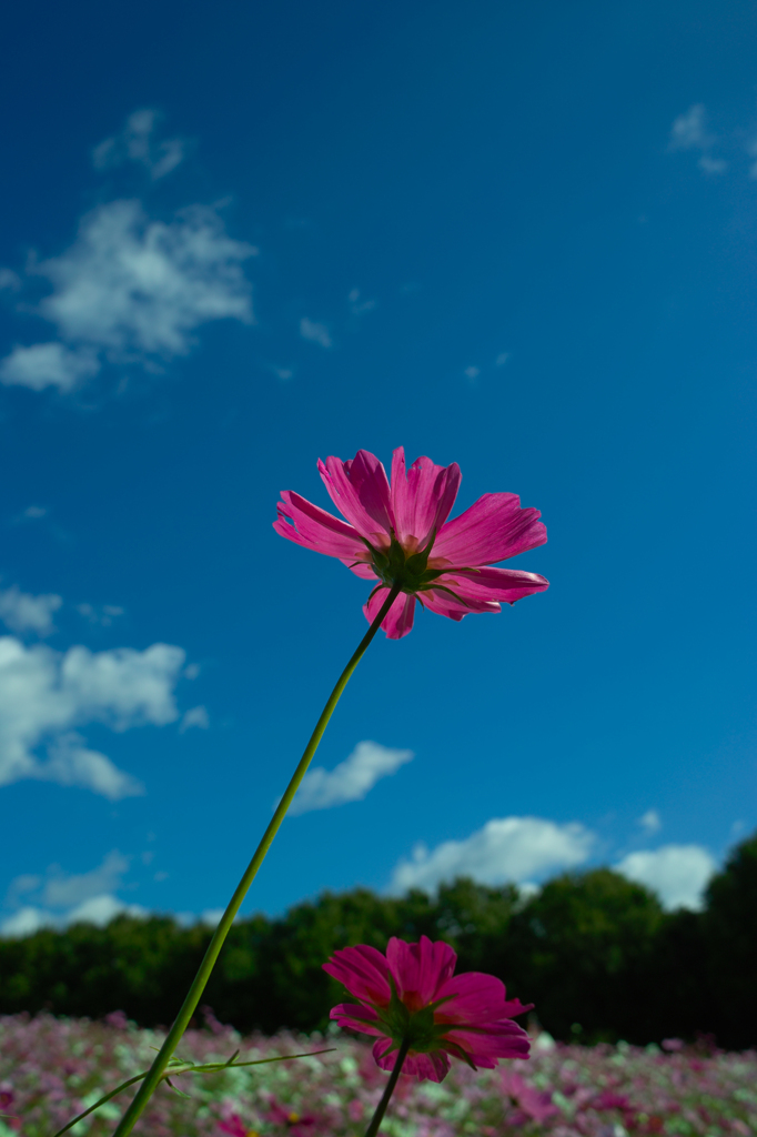 コスモス
