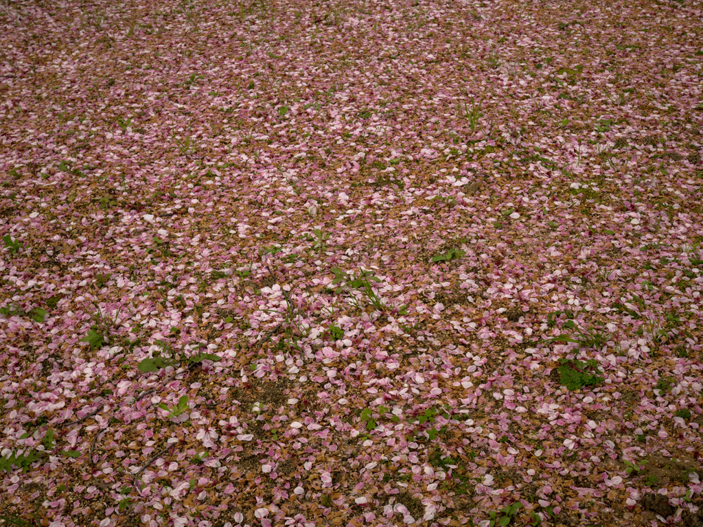 名残桜