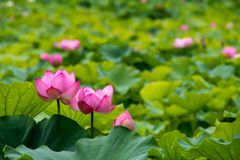 万博記念公園にて