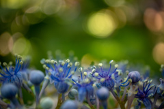 長居植物園にて