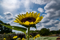 真夏のヒーロー