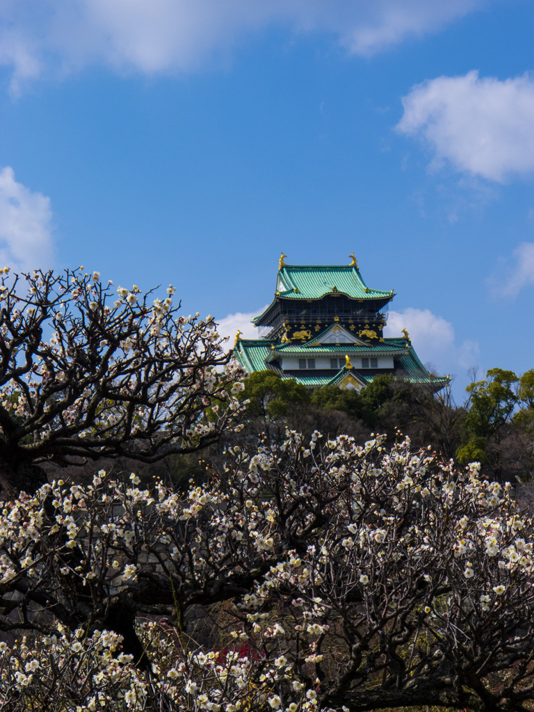梅と大阪城