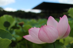 蓮のある風景