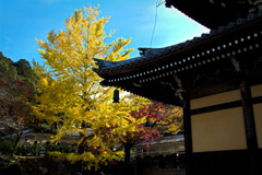 大銀杏