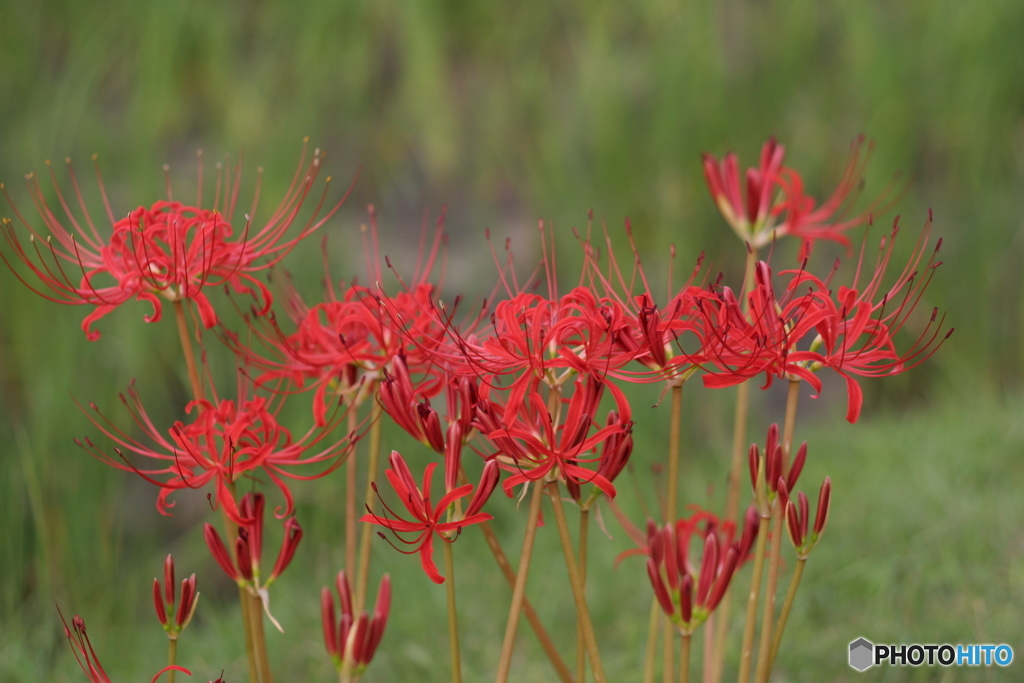 彼岸花（万博記念公園）