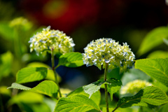 長居植物園にて