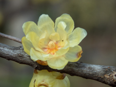 長居植物園にて