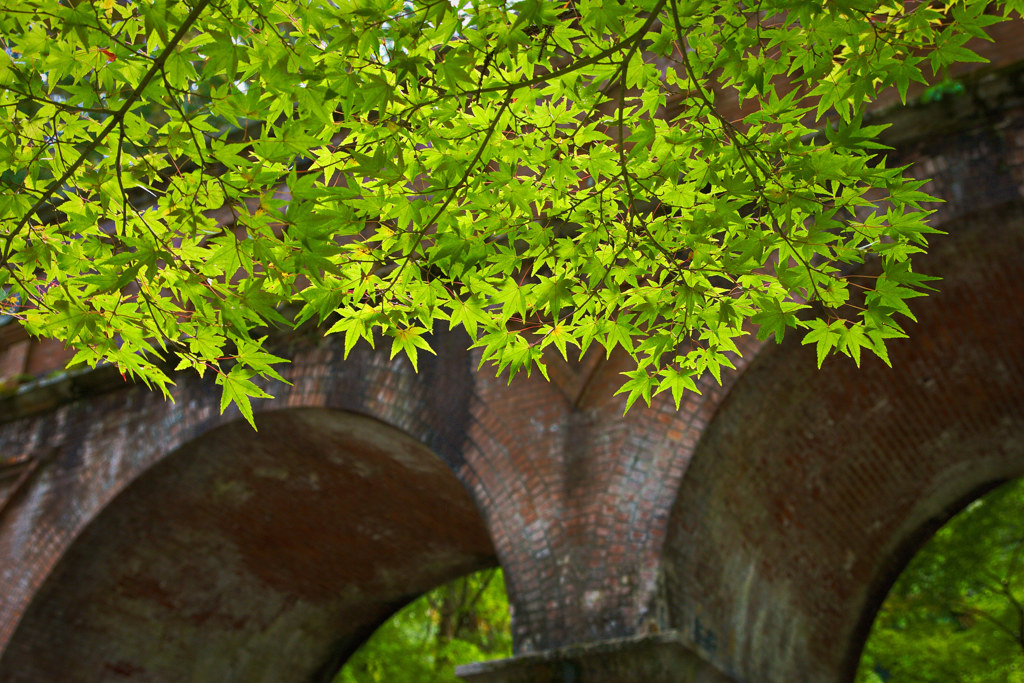 南禅寺で秋探し