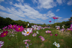 コスモスフェスタ