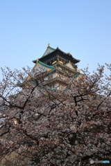 桜の景